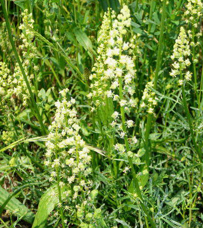 Gelbe Resede - Reseda lutea