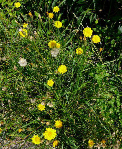 Herbst-Lwenzahn - Leontodon autumnalis