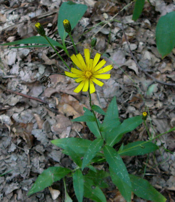 Wald-Habichtskraut - Hieracium sylvaticum