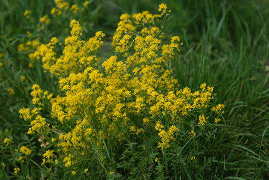 Wilde Sumpfkresse - Rorippa silvestris