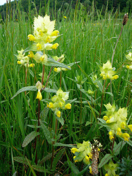 Zottiger Klappertopf - Rhinanthus alectrolophus