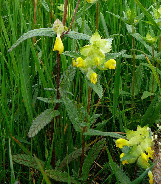 Zottiger Klappertopf - Rhinanthus alectrolophus