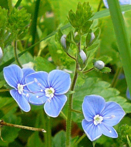Gamander-Ehrenpreis - Veronica chamaedrys