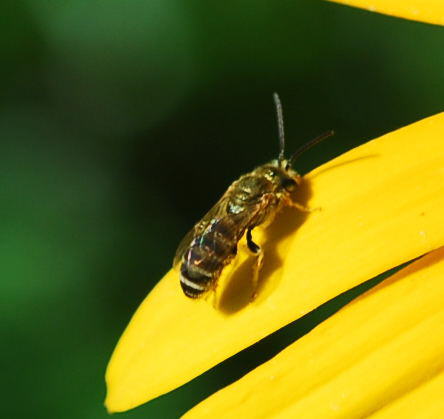 Gebnderte Furchenbiene - Halictus cf. tumulorum 