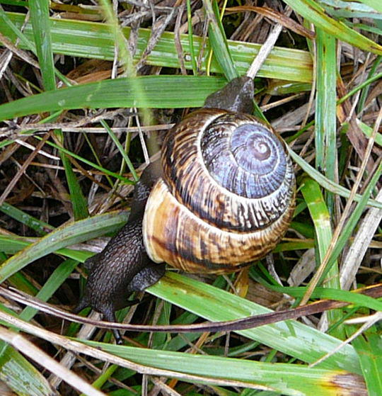 Gefleckte Schnirkelschnecke - Arianta arbustorum