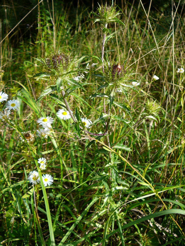 Gemeine Golddistel - Carlina vulgaris