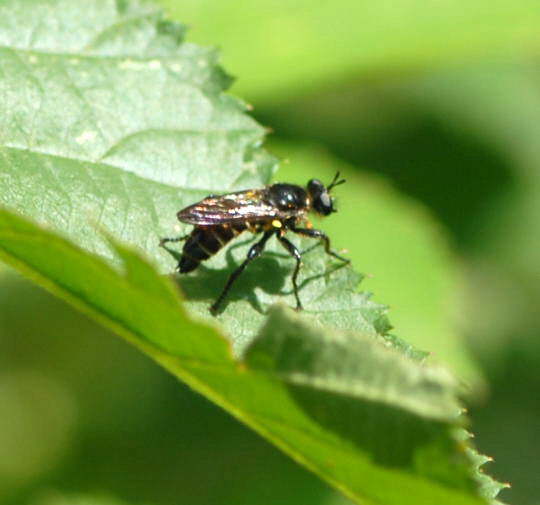 Gemeine Mordfliege - Choearades marginata 