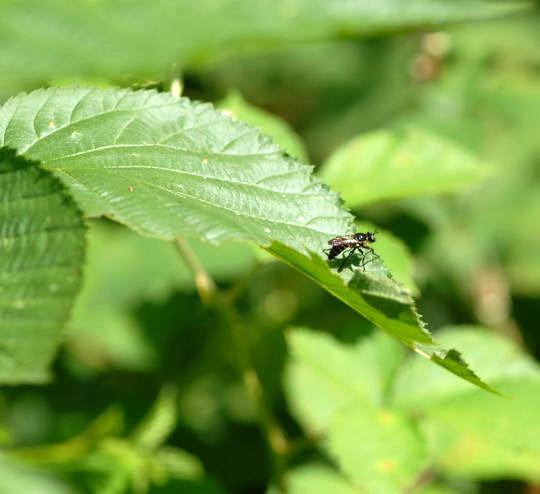 Gemeine Mordfliege - Choearades marginata