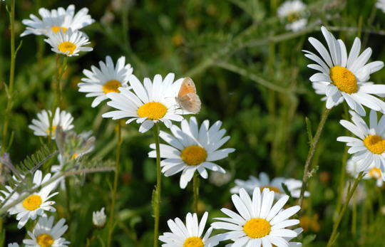 Gemeine Wucherblume (Marguerite) - Leucanthemum vulgare