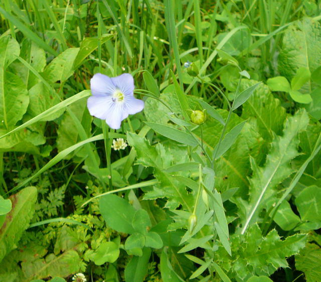 Gemeiner Lein - Linum usitatissimum 