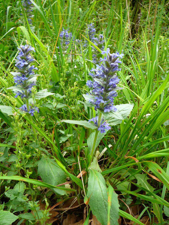 Genfer Gnsel - Ajuga genevensis