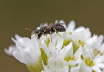 Geringelte Maskenbiene - Hylaeus annularis 