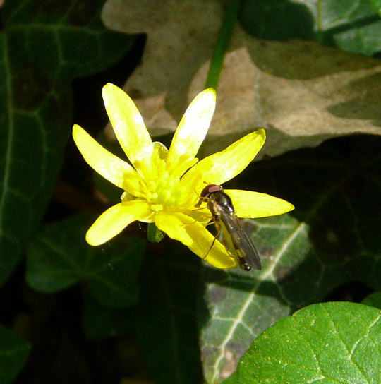 Glnzende Schwarzkopf-Schwebfliege - Melanostoma mellinum