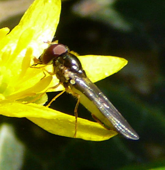 Glnzende Schwarzkopf-Schwebfliege - Melanostoma mellinum 