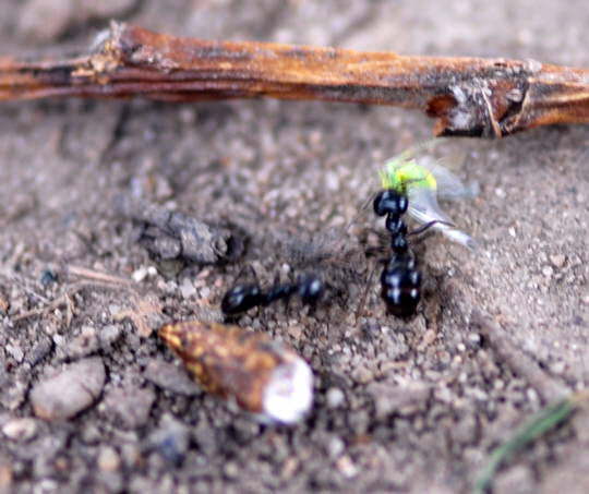 Glnzendschwarze Holzameise - Lasisus fuliginosus