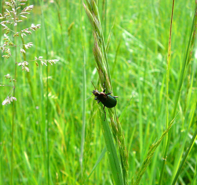 Glatthalsiger Buntgrablufer - Poecilus cf. versicolor