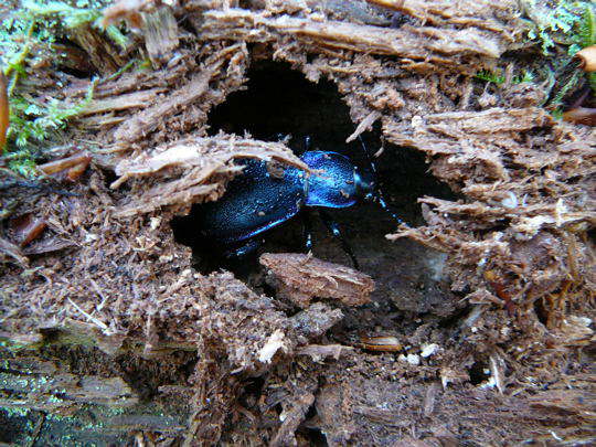 Goldleiste - Carabus purpurascens (violaceus)