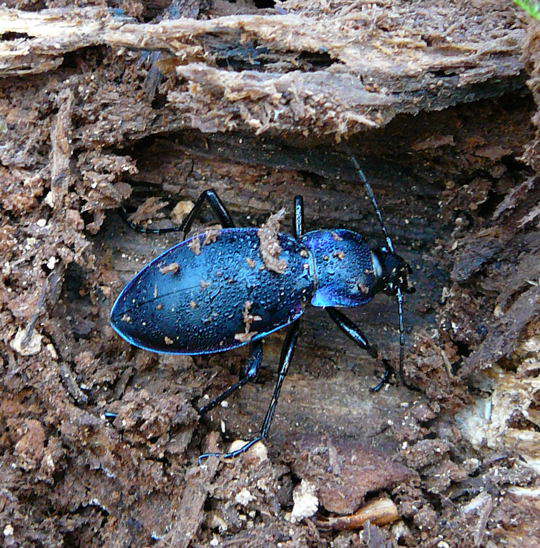 Goldleiste - Carabus purpurascens (violaceus)