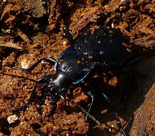 Goldleiste - Carabus purpurascens (violaceus)
