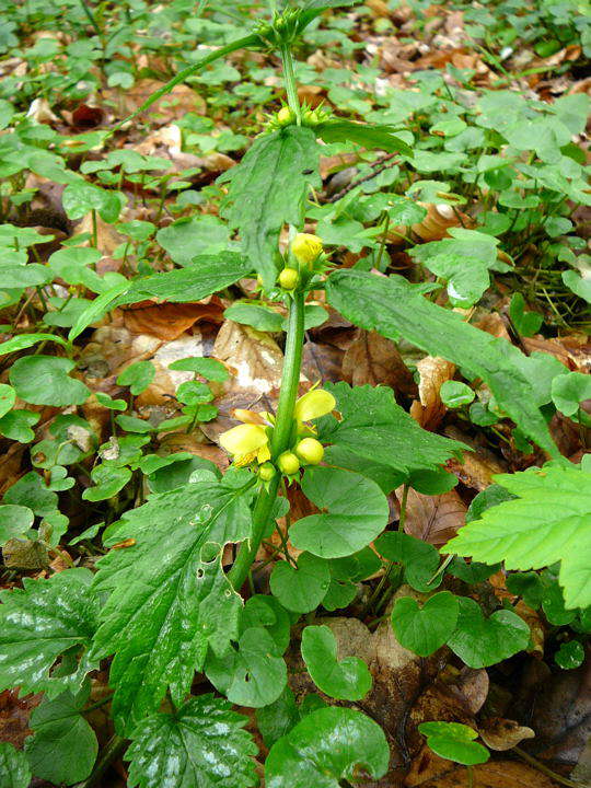 Gemeine Goldnessel - Lamium galeobdolon