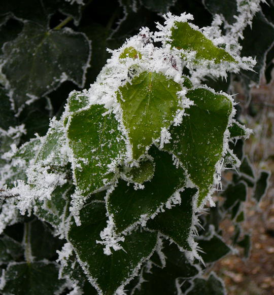 Gemeiner Efeu - Hedera helix