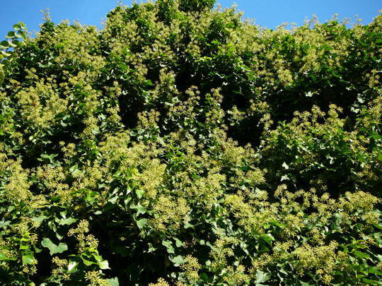 Gemeiner Efeu - Hedera helix