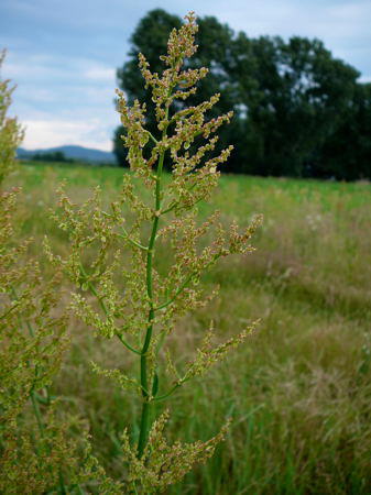 Straubltiger Sauerampfer - Rumex thyrsiflorus