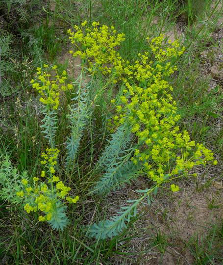 Steppen-Wolfsmilch - Euphorbia seguiriana