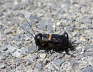 Feldgrille - Gryllus campestris