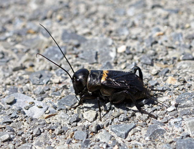 Feldgrille - Gryllus campestris