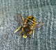 Groe Wollbiene - Anthidium manicatum