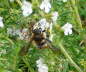 Groe Wollbiene - Anthidium manicatum
