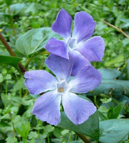 Groes Immergrn - Vinca major