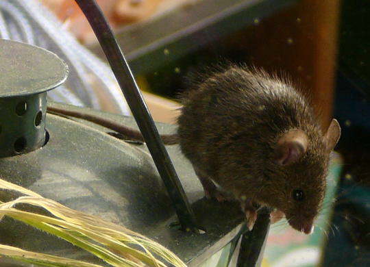 Hausmaus - Mus musculus