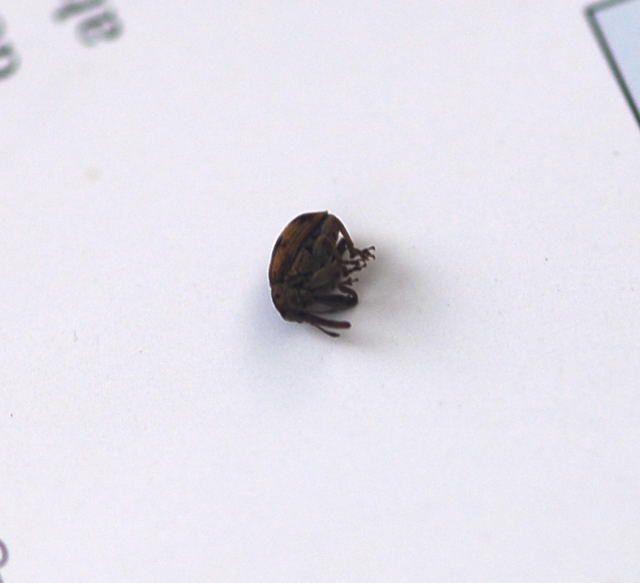 Kirschkernstecher - Furcipus rectirostris 