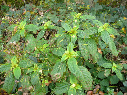 Kleinbltiges Springkraut - Impatiens parviflora