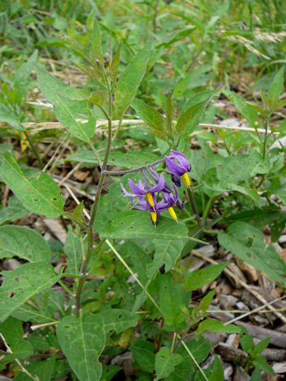 Bitterser Nachtschatten - Solanum dulcamara