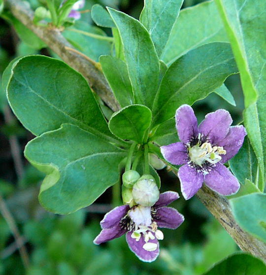 Bocksdorn  - Lycium barbarum