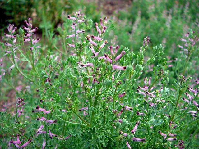 Echter Erdrauch - Fumaria officinalis