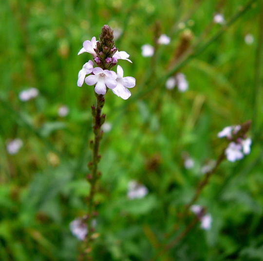 Echtes Eisenkraut - Verbena officinalis