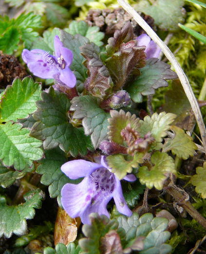 Efeu-Gundermann - Glechoma hederacea