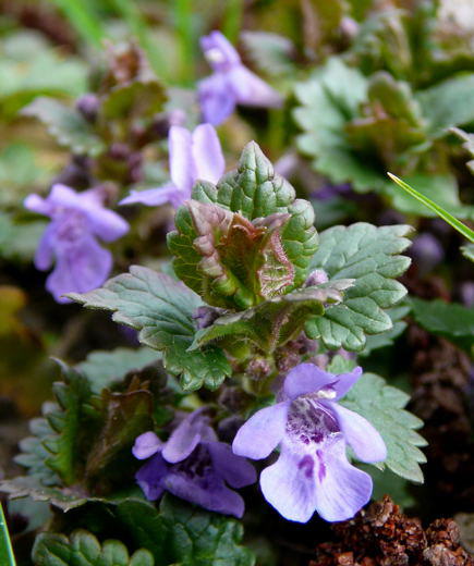 Efeu-Gundermann - Glechoma hederacea