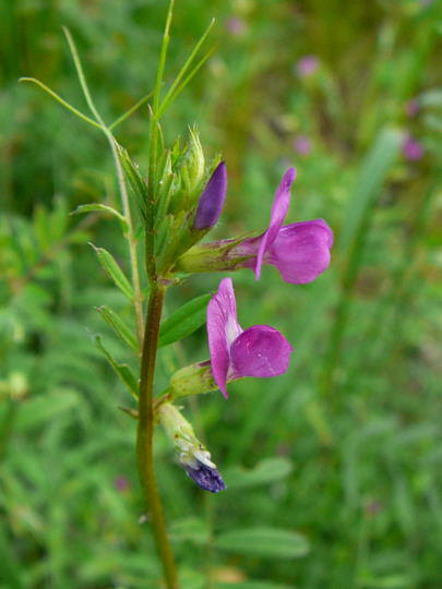 Futterwicke - Vicia sativa