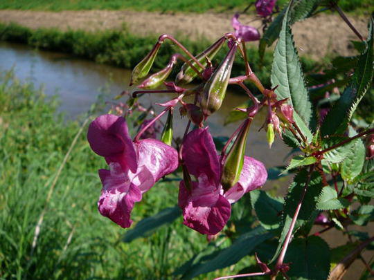Indisches Springkraut - Impatiens glandulifera