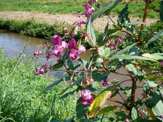 Indisches Springkraut - Impatiens glandulifera