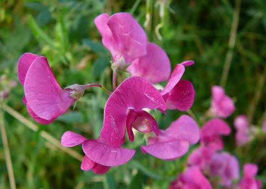 Knollen-Platterbse - Lathyrus tuberosus