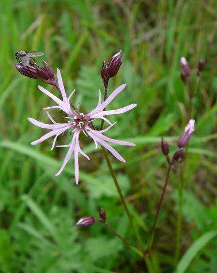 Kuckucks-Lichtnelke - Lychnis flos-cuculi