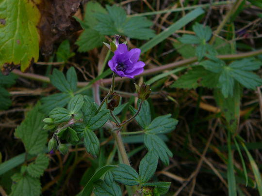 Pyrenen-Storchschnabel - Geranium pyrenaicum
