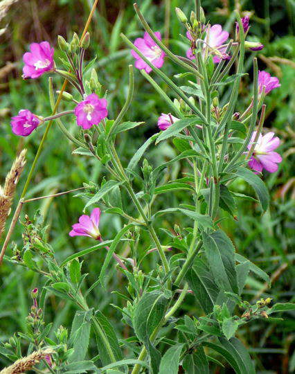 Rauhhaariges (Zottiges) Weidenrschen - Epilobium hirsutum