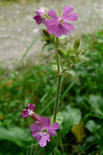 Rote Nachtnelke - Silene dioica